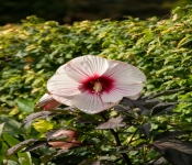 2020 09 01 LyndaleParkRoseGarden 047